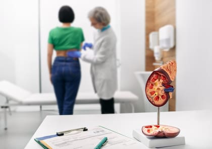Los riñones son los encargados de depurar toda la sangre del cuerpo varias veces al día y eliminar los desechos