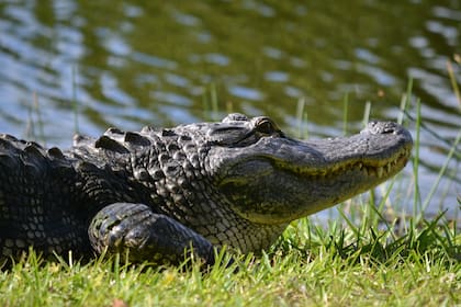 Los ríos y lagos de Florida son conocidos por albergar miles de cocodrilos