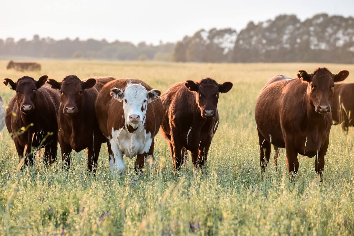 Los rodeos necesitan mejorar la alimentación en primavera