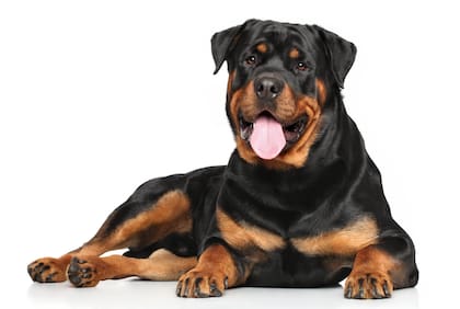 Los rottweilers suelen ser perros temidos por su tamaño y fuerza, pero son muy elegidos por las familias por protección y compañía