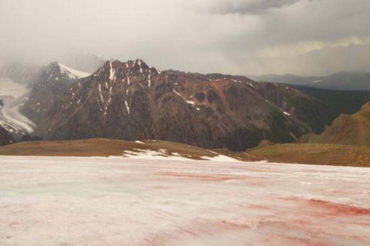 Los rusos siguen investigando las implicaciones que podría tener la "nieve de sangre"
Foto: Página oficial de la Universidad Estatal de Tomsk
