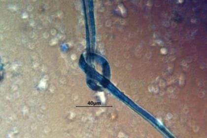 Los sacrificios humanos en la cueva del terror de medianoche tenían un extraño hilo azul en los dientes