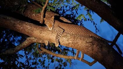 Los safaris nocturnos son una excelente manera de ver depredadores en acción o animales nocturnos en movimiento.