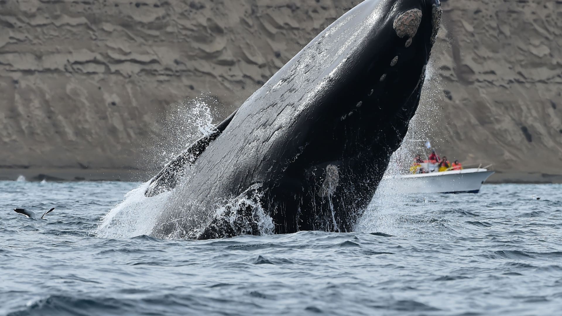 Los saltos, uno de los atractivos del avistaje de ballenas franca austral