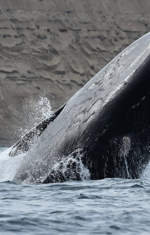 Los saltos, uno de los atractivos del avistaje de ballenas franca austral