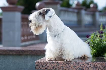 Los Sealyham se caracterizan por su doble pelaje por lo que están preparados para soportar bajas temperaturas