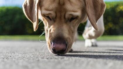 Los secretos detrás del olfato de los perros