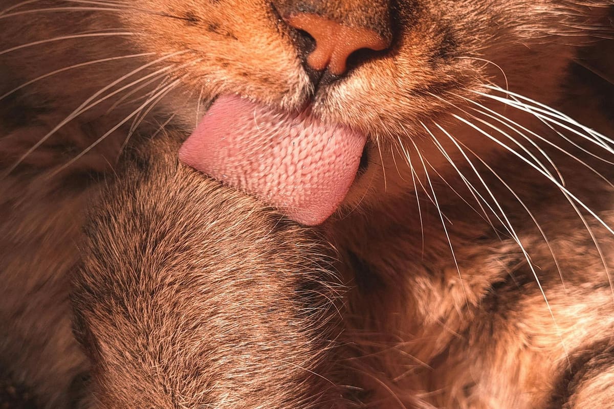 Los secretos tras la lengua de los gatos (Imagen de carácter ilustrativo)