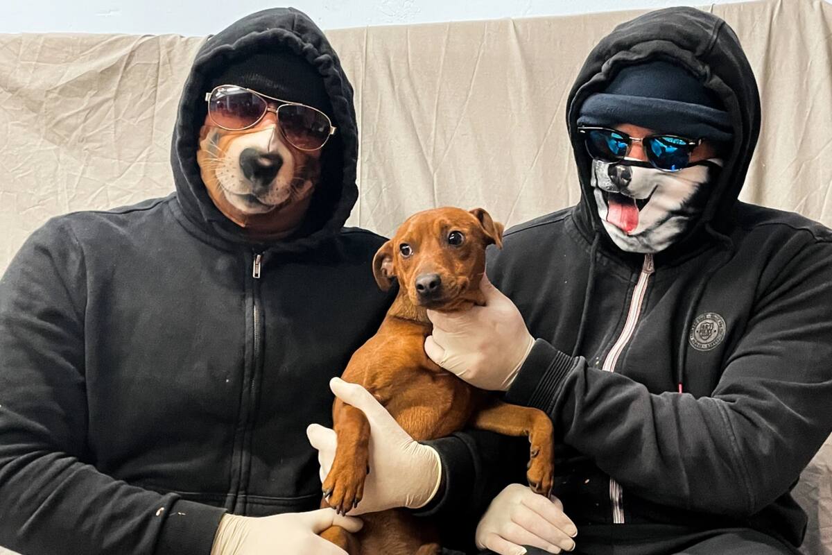 Los secuestradores dispararon un estremecedor consejo a los propietarios de mascotas: “No dejes correr a tu perro por delante tuyo, porque cuando doble la esquina antes que vos, podríamos estar allí”