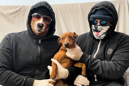 Los secuestradores dispararon un estremecedor consejo a los propietarios de mascotas: “No dejes correr a tu perro por delante tuyo, porque cuando doble la esquina antes que vos, podríamos estar allí”