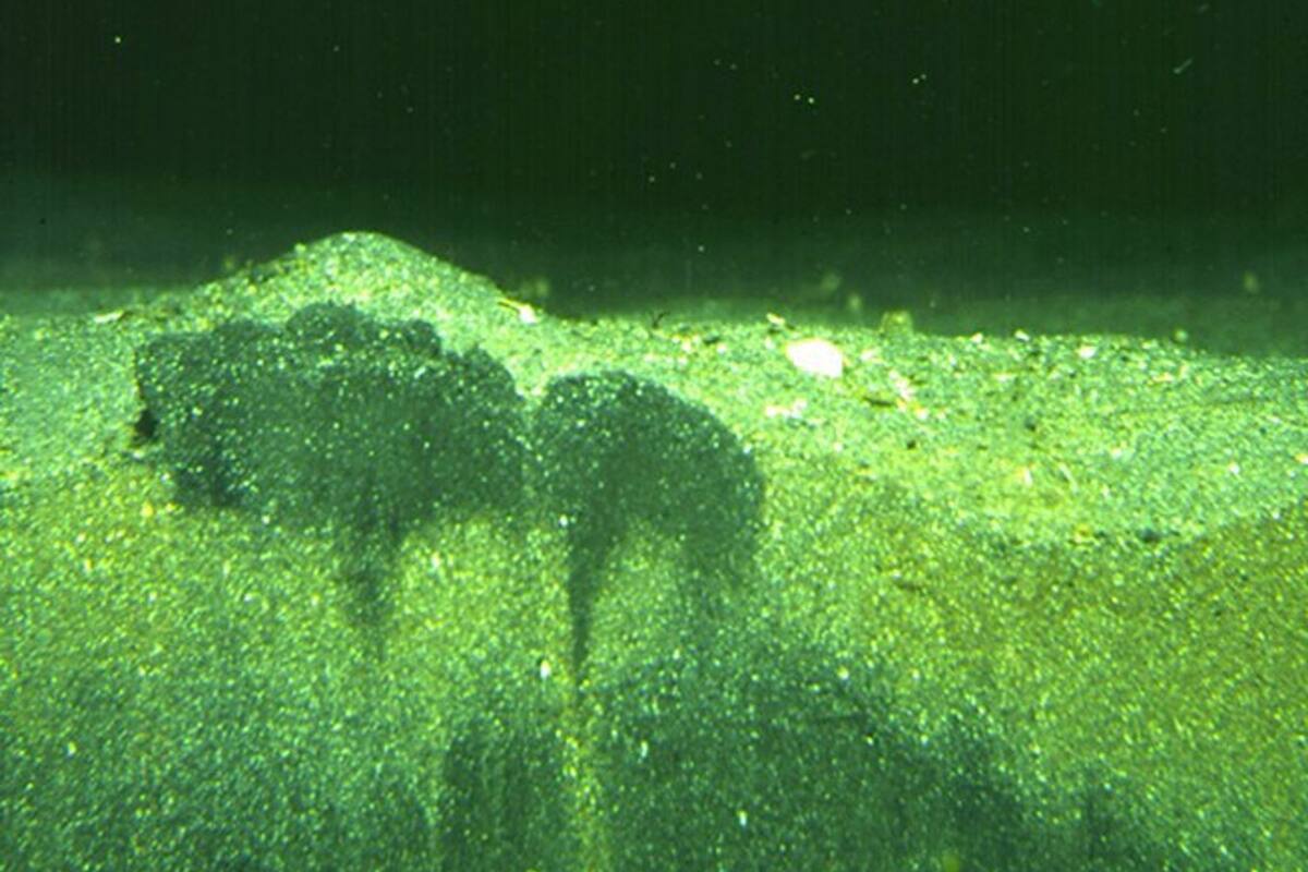 Los sedimentos del fondo marino que han sido excavados y agitados por animales invertebrados, que según una nueva investigación desempeñan un papel importante en la protección de los ecosistemas marinos