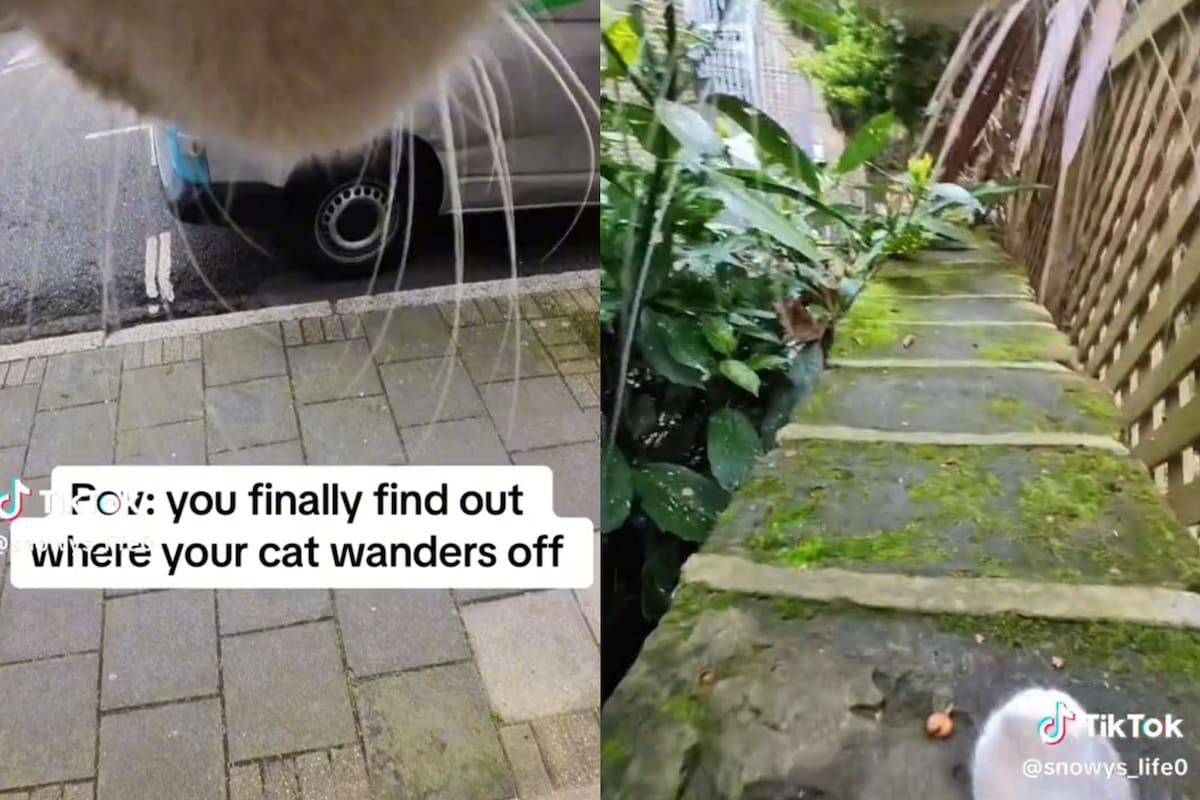 Los seguidores de la cuenta de TikTok del gato pueden ven qué es lo que hace cuando está solo