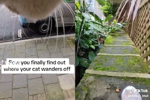 Los seguidores de la cuenta de TikTok del gato pueden ven qué es lo que hace cuando está solo