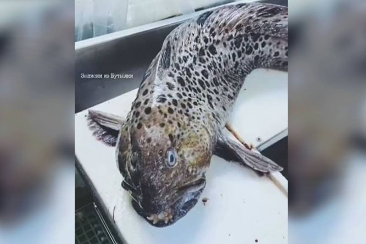 Los seguidores del pescador y fotógrafo ruso que capturó esta criatura aseguran que se trata de un ejemplar de una anguila lobo