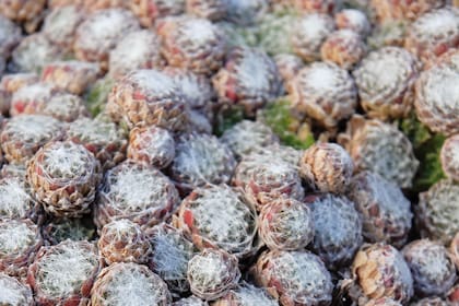 Los Sempervivum toleran bien las heladas, pero no ocurre así en otros cactus y suculentas, por eso es conveniente cubrirlos cuando hiela.