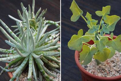 Los Senecio se ponen brillantes en otoño. Los de la foto son Senecio scaposus -izquierda- y Senecio articulatus -derecha-.