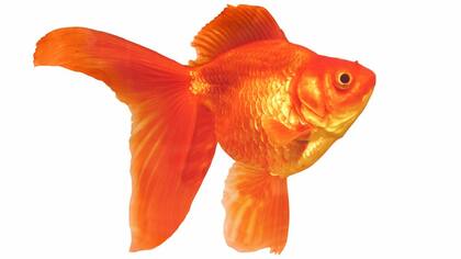 Los senos preauricular podrían ser remanentes de las branquias de los peces.