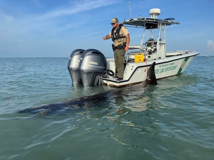 Los servicios de protección y rescate animal de Florida determinaron que se trató de una ballena picuda de aguas profundas