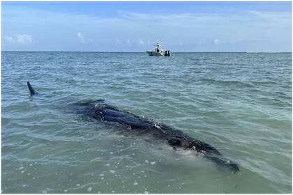 Los servicios de protección y rescate animal de Florida determinaron que se trató de una ballena picuda de aguas profundas