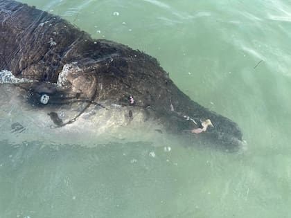 Los servicios de protección y rescate animal de Florida determinaron que se trató de una ballena picuda de aguas profundas