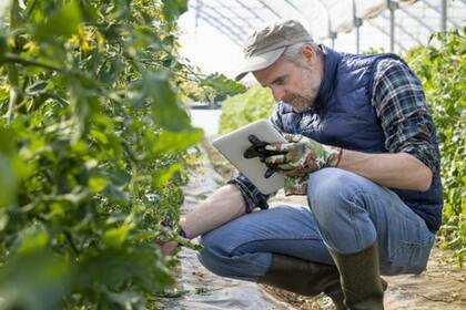 Los servicios digitales para mejorar la producción agrícola han ganado terreno