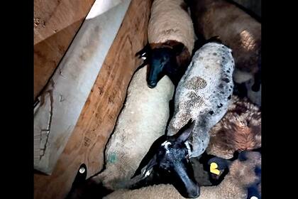 Los siete animales fueron rescatados con vida y en buen estado