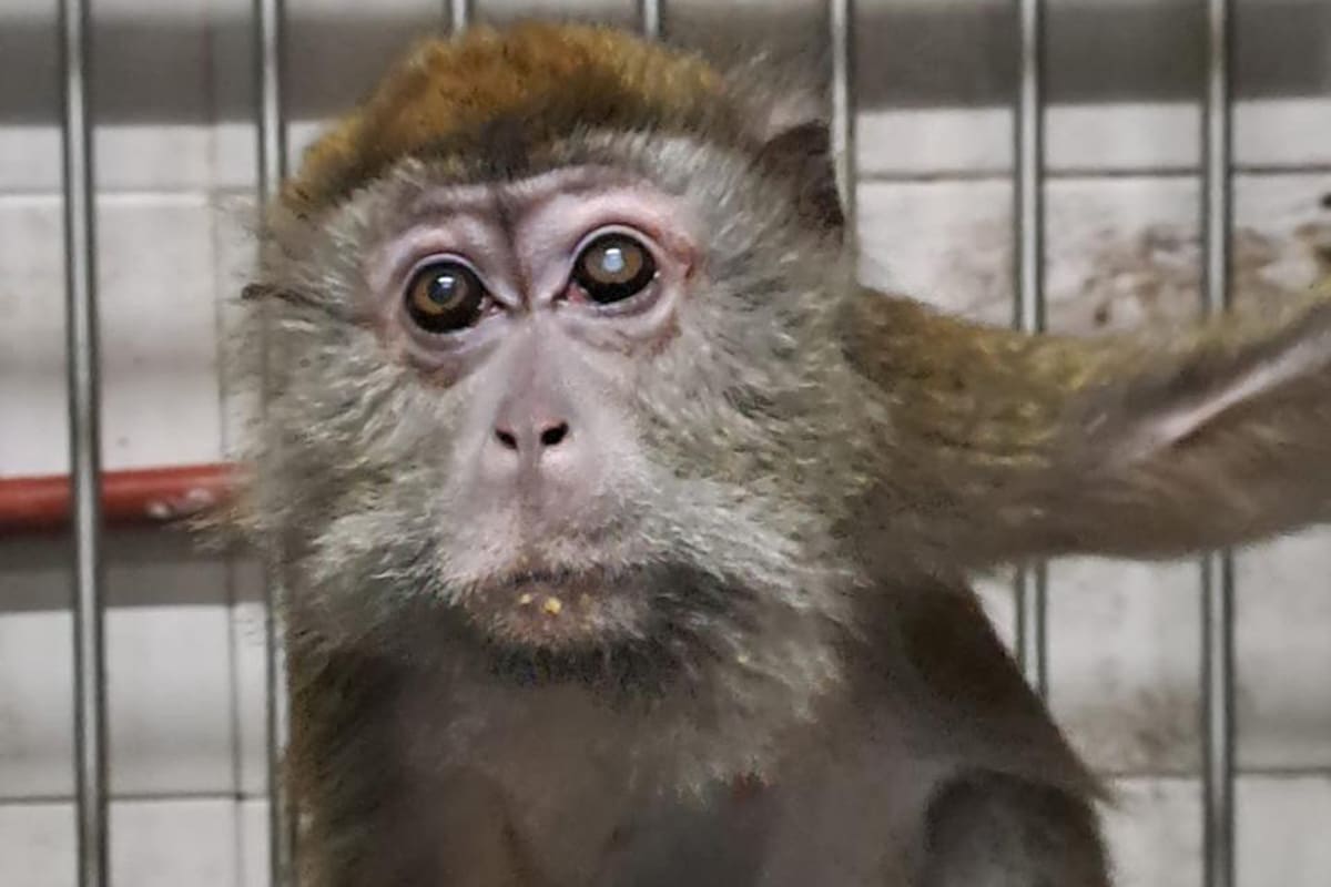 Los siete macacos viven con luz artificial en un sótano de un centro de salud