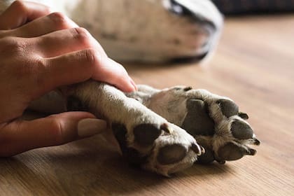 Los siete olores que los perros no soportan y deberíamos evitar que huelan