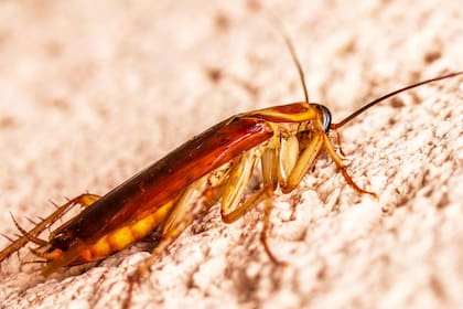 Los significados de los sueños con cucarachas