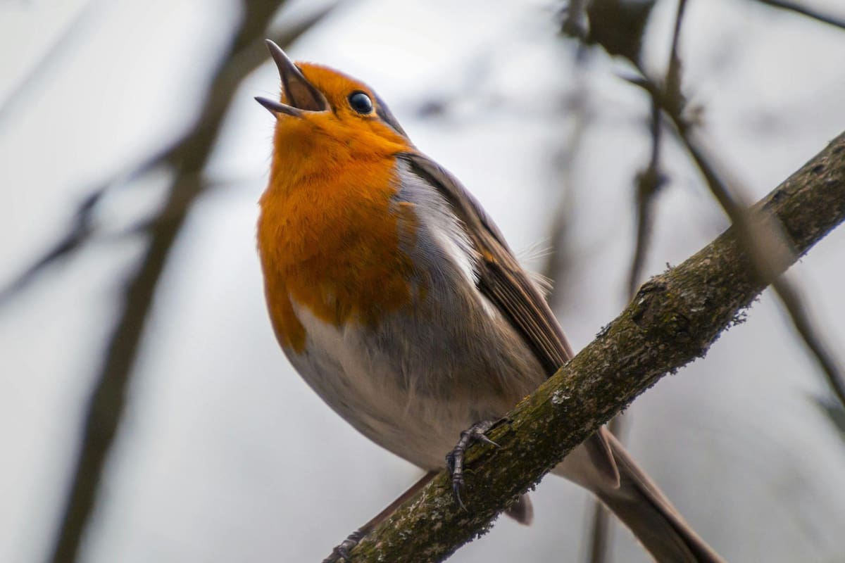 Los significados ocultos del canto de pájaros, un sonido que va más allá de la melodía