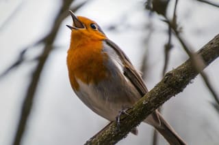 Por qué es bueno escuchar pájaros cantar en tu casa o jardín
