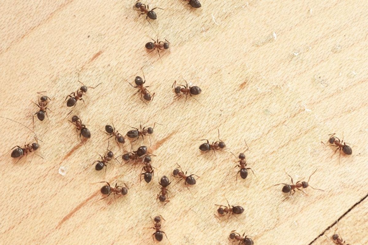 Los significados que puede tener un sueño con hormigas