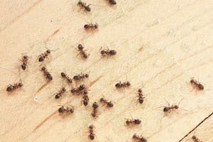 Los significados que puede tener un sueño con hormigas