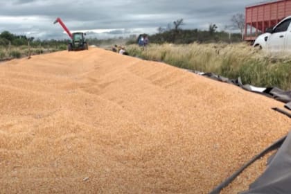 Los silobolsas quedaron abiertos tras el ataque y se intentó recuperar la mayor cantidad posible del cereal