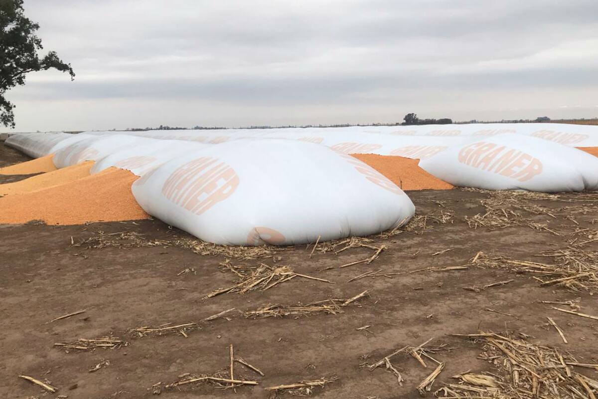 Los silobolsas tenían unas 500 toneladas con maíz
