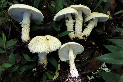 Los síntomas de una intoxicación por hongos suelen aparecer en diferentes etapas, dependiendo de la especie ingerida y la cantidad consumida. (Archivo)