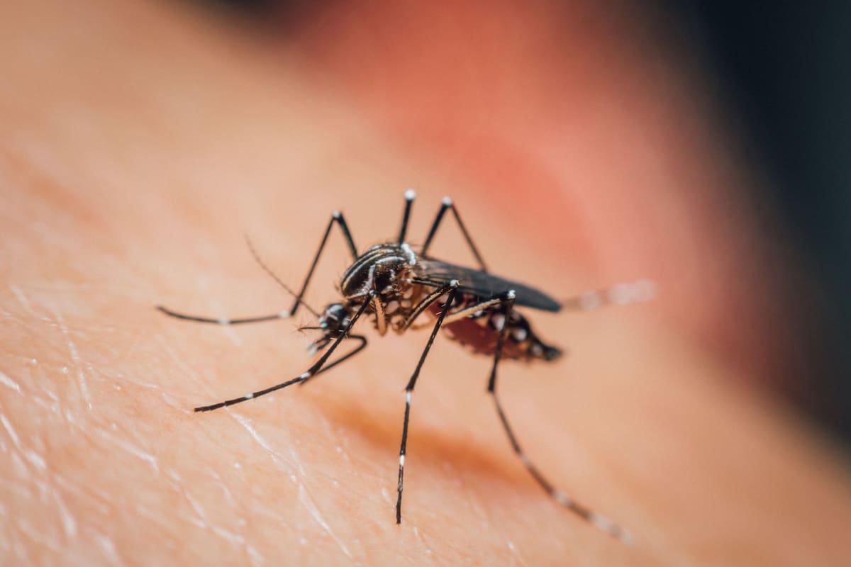 Los síntomas iniciales incluyen fiebre alta, dolor de cabeza, escalofríos y vómitos, pero pueden progresar rápidamente a confusión, convulsiones y coma