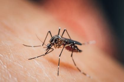 Los síntomas iniciales incluyen fiebre alta, dolor de cabeza, escalofríos y vómitos, pero pueden progresar rápidamente a confusión, convulsiones y coma