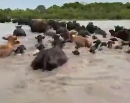 Los siñuelos, novillos castrados que guían al ganado durante los cruces, son claves en el operativo, mientras las pérdidas de terneros y el estrés de las vacas anticipan consecuencias para el año próximo