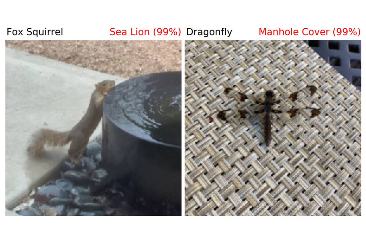 Los sistemas de inteligencia artificial no lograron identificar a una ardilla y a una libélula, en un proceso donde los humanos aún llevan una ventaja por sobre los modelos informáticos