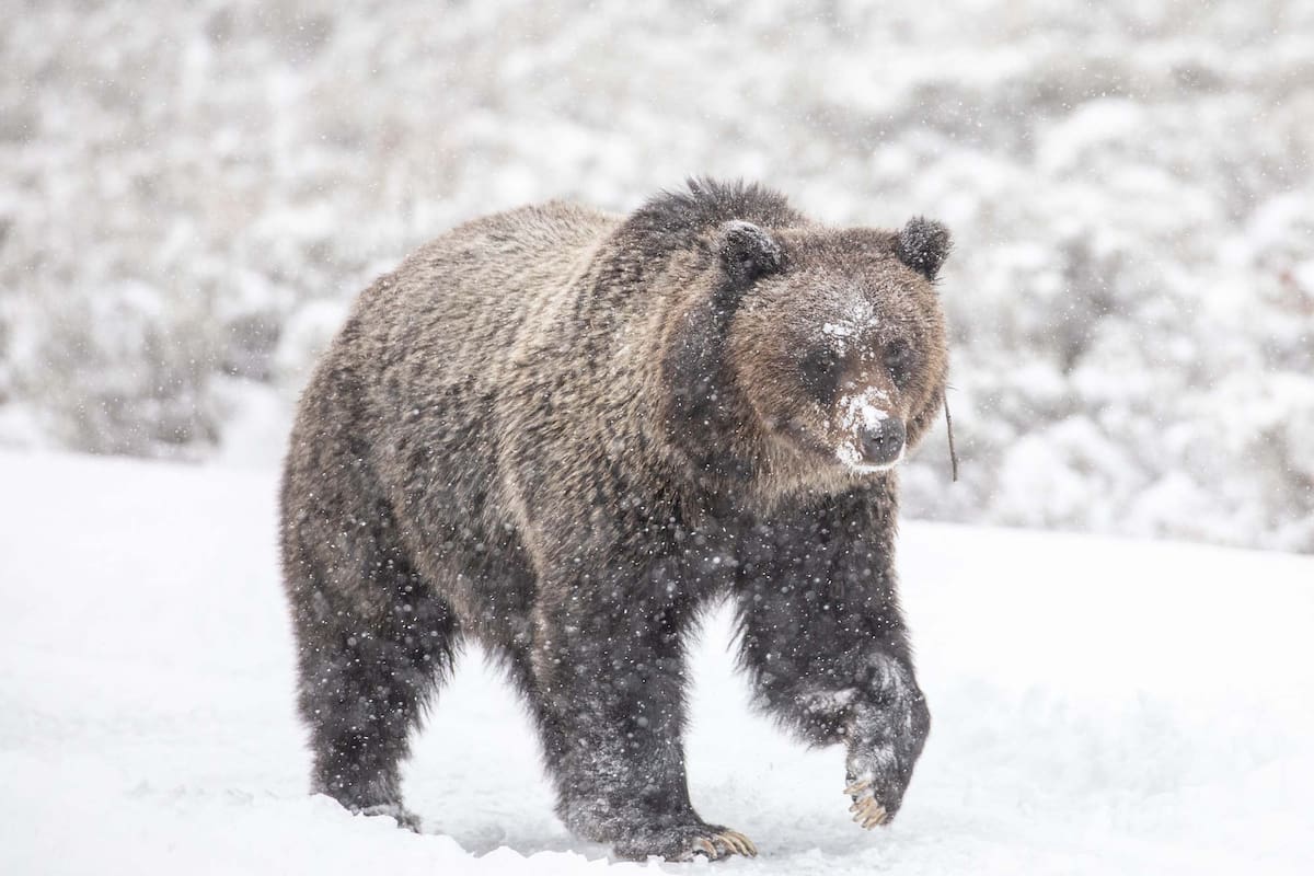 Los sistemas de reconocimiento captaron las señales del primer oso gris que salió de su refugio tras el invierno, en el Parque Nacional de Yellowstone, en EE.UU.