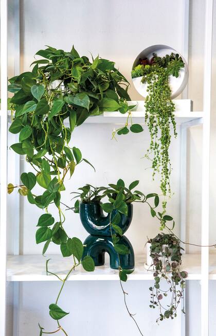 Los sistemas sin tierra permiten tener un mini jardín en departamentos sin patio ni balcón, aprovechando luz artificial o natural de forma eficiente