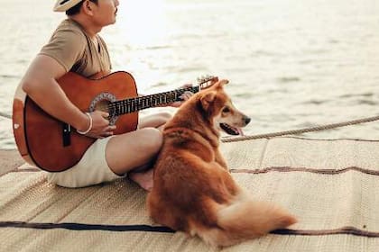 Los sonidos de la naturaleza y la música relajante son sonidos que favorecen el bienestar de nuestras mascotas caninas