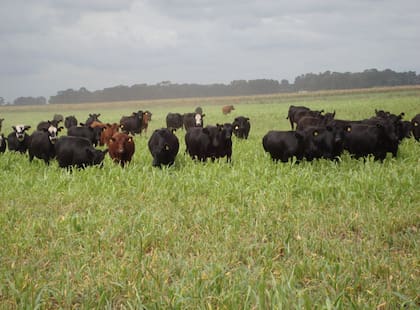 Los sorgos BMR o nervadura marrón se caracterizan por tener tres genes (partículas proteicas vinculadas con el ADN y la herencia) con capacidad de promover un menor depósito de lignina