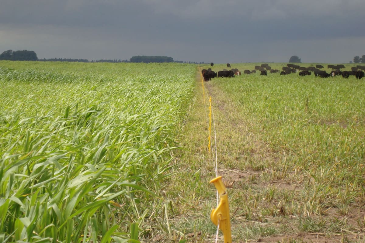 Los sorgos BMR o nervadura marrón se caracterizan por tener tres genes (partículas proteicas vinculadas con el ADN y la herencia) con capacidad de promover un menor depósito de lignina