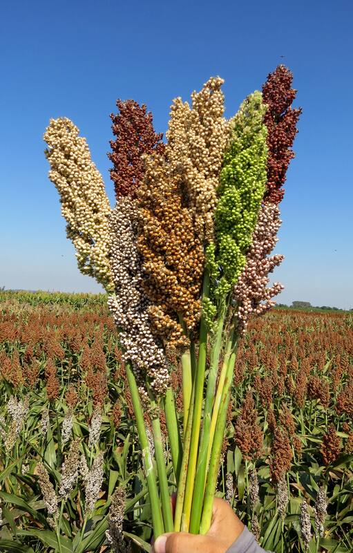 Los sorgos ornamentales son muy usados como flores secas. La paleta de sus panojas va desde los verdes hasta los marrones oscuros.