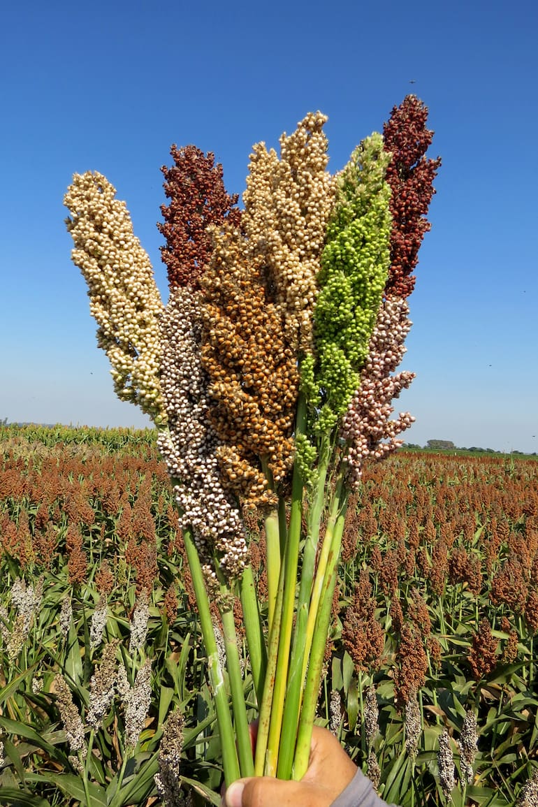 Los sorgos ornamentales son muy usados como flores secas. La paleta de sus panojas va desde los verdes hasta los marrones oscuros.
