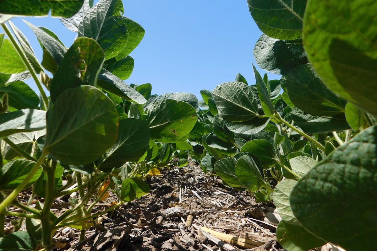 Los suelos argentinos están entre los más fértiles del mundo, según la FAO