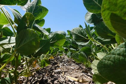 Los suelos argentinos están entre los más fértiles del mundo, según la FAO