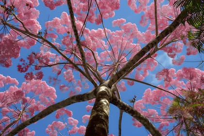 Los suplementos son hechos con la corteza de este árbol y sus beneficios atribuidos están relacionados con sus compuestos bioactivos
